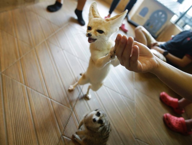 At Little Zoo Cafe in Bangkok, you can enjoy the meal while cuddling animals.