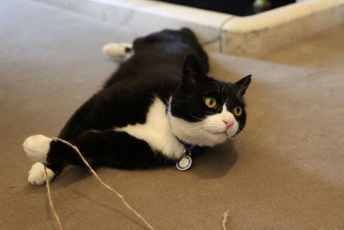 英外交部“御猫”爱“串门”第三度走错门被抓