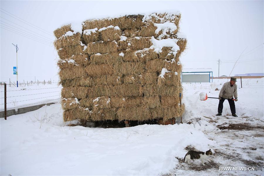 A worker clears snow at a pasture in Altay, northwest China