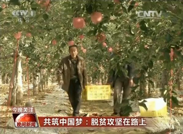 陕西省洛川县史家河村村民史铁合在摘苹果