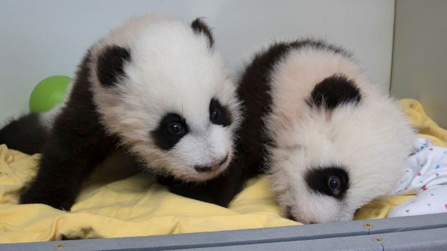 Two giant panda cubs have been given names 100 days after their birth. Say hello to "Ya Lun" and "Xi Lun".