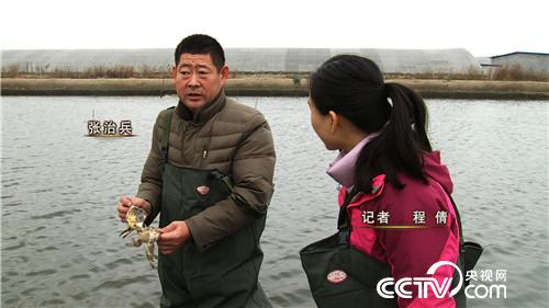 致富经:螃蟹进棚 凭啥3个月净赚500多万元 12月20日