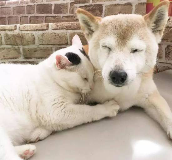 16-year-old dog Shino has Alzheimer