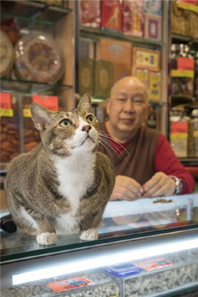 A Dutch photographer is trying to capture the unique relationship between Hong Kong shop owners and their cats. 