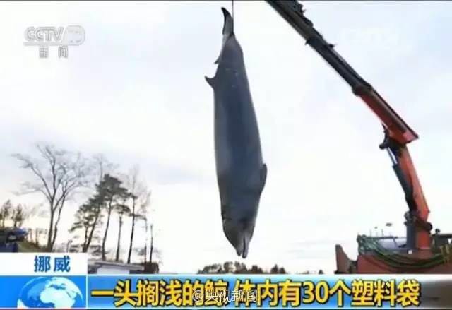 早啊!新闻来了〔2017.02.05〕_新闻_央视网(c