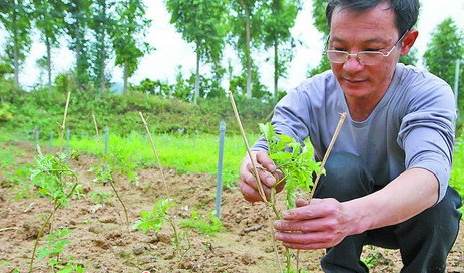 集美太空农场种植新奇太空蔬菜 今年6月可上