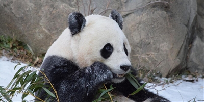 旅美大熊猫“宝宝”22日回国,免费乘坐联邦快递波音777专机,从华盛顿直飞成都