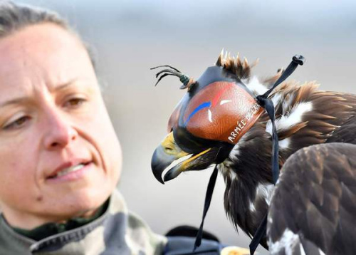 法国空军特训老鹰 对付非法飞行无人机(图)_