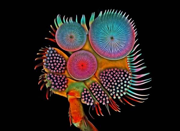 This spectacular tarsus &mdash; the lowermost segment of an insect leg &mdash; is roughly&thinsp;2 millimetres in diameter and belongs to a male diving beetle, which uses it to attach to a female&rsquo;s back during mating.