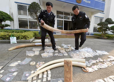 福建森林公安破获一起特大象牙非法制售案件(