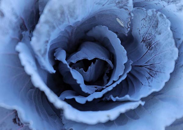 A cabbage is seen at Augustenberg Botanical Roof Garden in Malmo, Sweden, September 14, 2016. [Photo/Agencies]