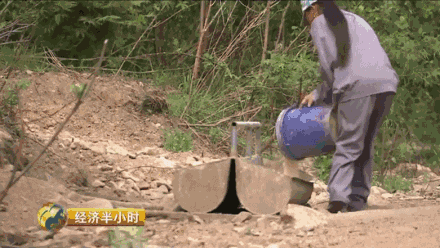 喝山泉水,吃中草药的森林猪,养它的人一年能卖一个亿!