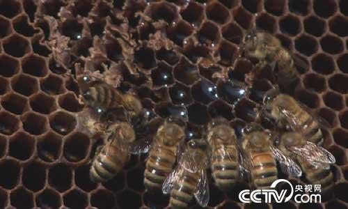 美丽中国乡村行:京西名地寻宝记 8月28日