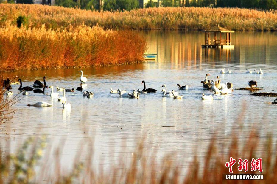 白天鹅、黑天鹅、斑头雁等鸟儿在湖中嬉戏。