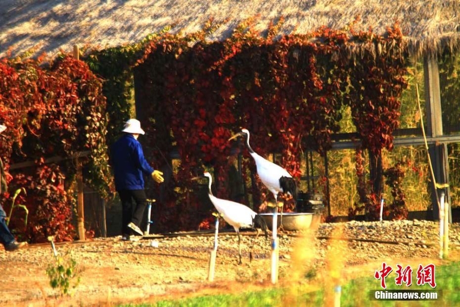 白天鹅、黑天鹅、斑头雁等鸟儿在湖中嬉戏。