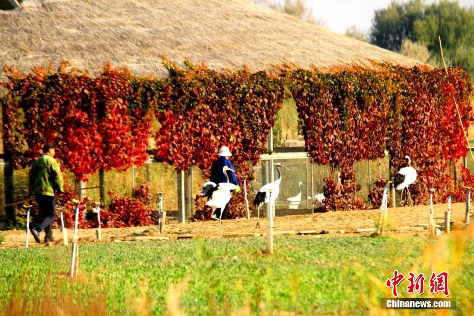 白天鹅、黑天鹅、斑头雁等鸟儿在湖中嬉戏。