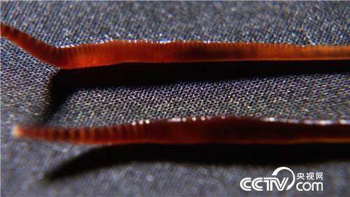 致富经:为妻创业 粪里筛出500万 12月4日