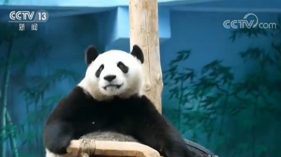 熊猫&ldquo;发发&rdquo;调皮活泼贡献&ldquo;表情包&rdquo;