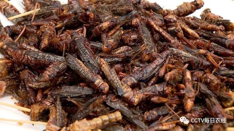 每日舌尖:重口美食 舌尖上的蚂蚱