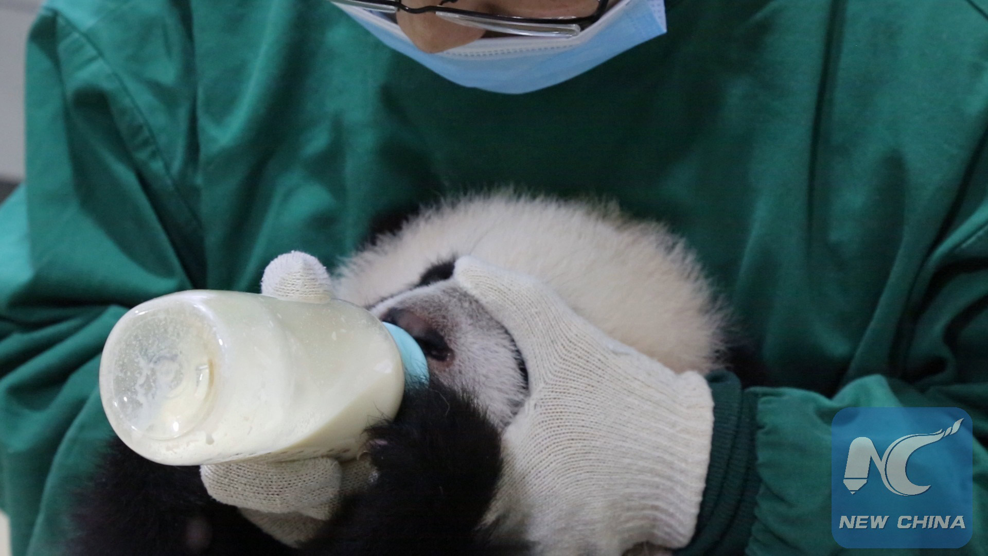 Panda keeper is feeding the newborn with milk bottle. (XINHUA/Yuan Qiuyue)