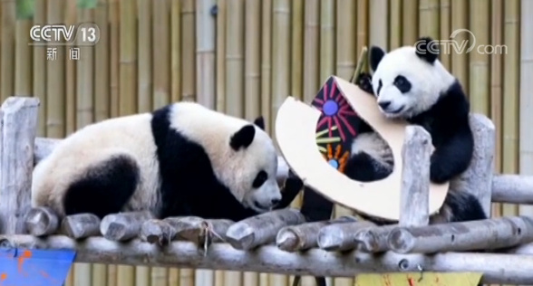 大熊猫“华豹”和“金宝宝”