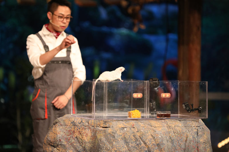 小老鼠会选择奶酪还是香油呢?