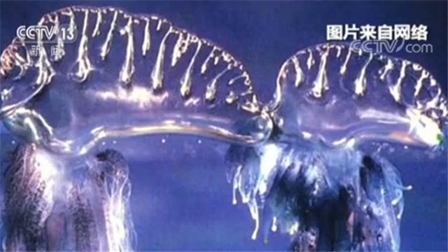 中国游客警惕剧毒水母!泰国宋卡总领事馆温馨