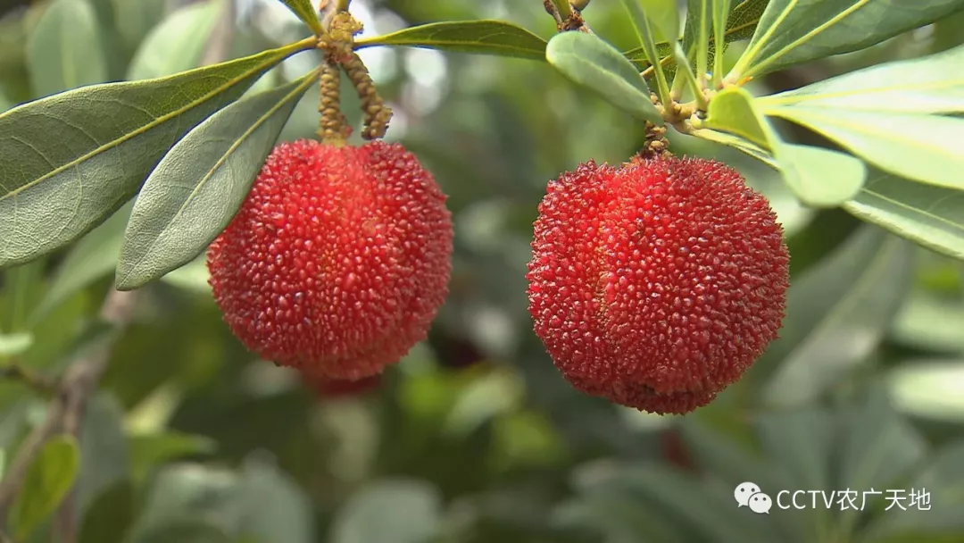 大如乒乓球的杨梅是怎么种植出来的