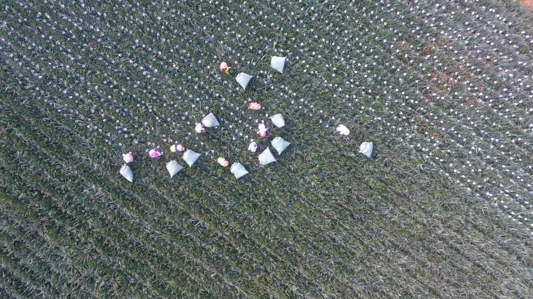 春种一粒粟,秋收万颗子