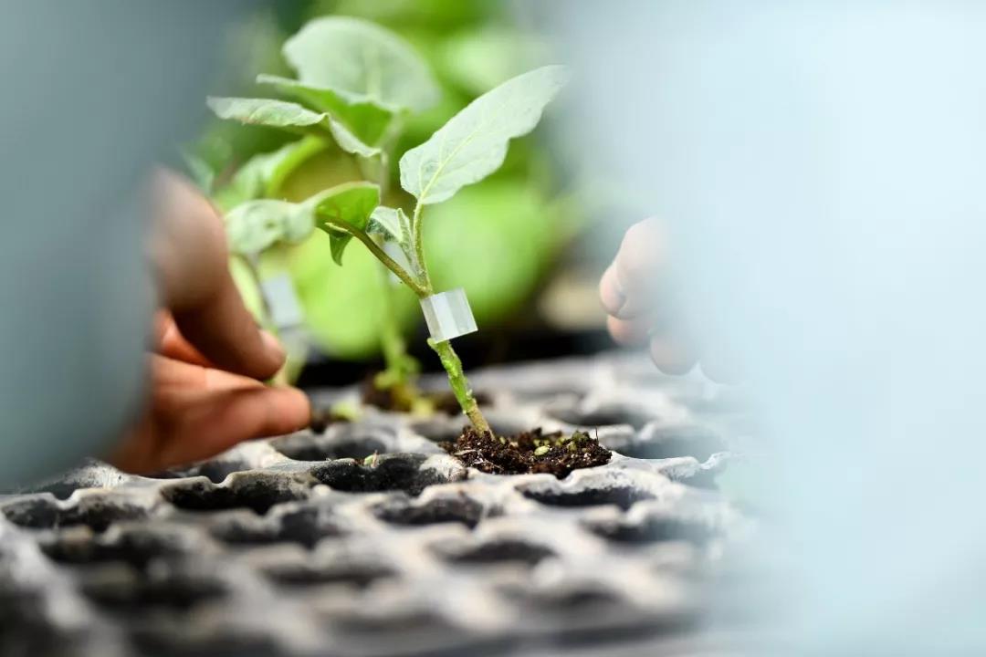 春种一粒粟，秋收万颗子