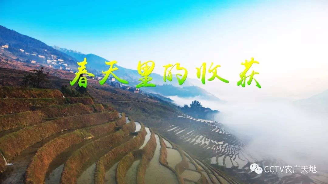 春天里的创富梦想:阳台种菜,香椿住进大棚