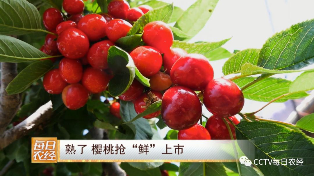 薄广伟是辽宁省大连市普兰店区高瓦房村,赫赫有名的樱桃种植户.