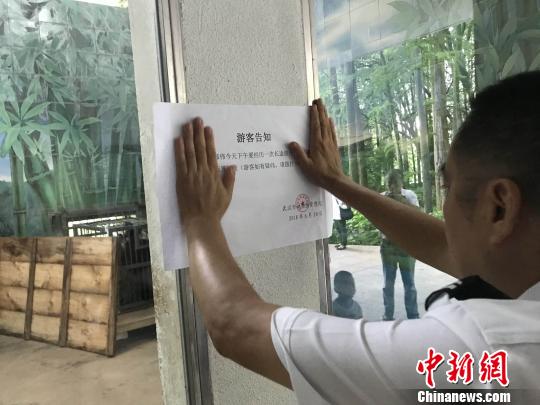 园方贴出通知，告知游客大熊猫“伟伟”正在转运笼适应 张芹 摄