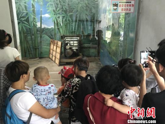当日不少武汉民众带着孩子送别大熊猫“伟伟” 张芹 摄
