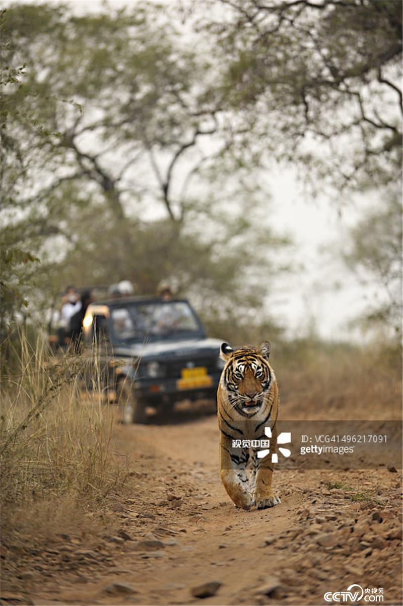 《自然传奇》节目预告:《食人大猫》(7月15日