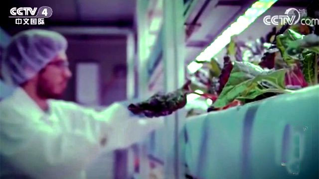 迪拜将建世界最大垂直农场 所产蔬菜你能猜出价格吗？