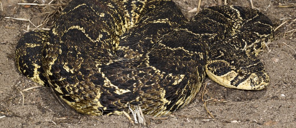 Bitis arietans(Puff adder): This is a strong and aggressive snake with an average length of 1 meter. (Photo/Timothy Sibasi)