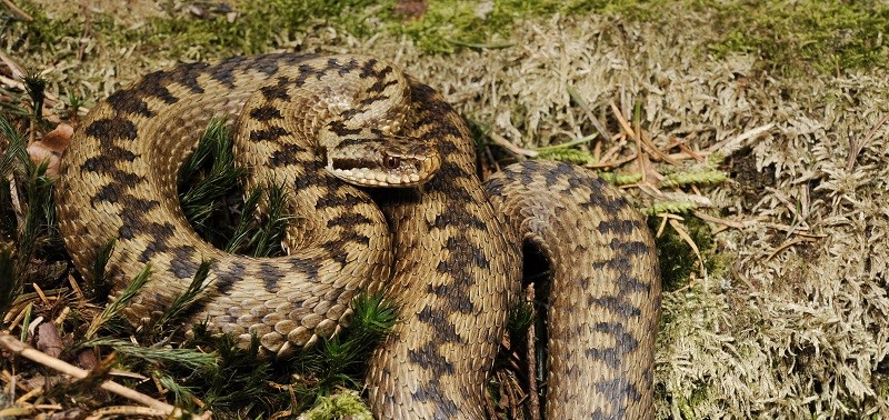 Bitis Gabonica (Gaboon viper): This is a slow and unaggressive snake with an average length of 125-155 centimeters. (Photo/Timothy Sibasi)