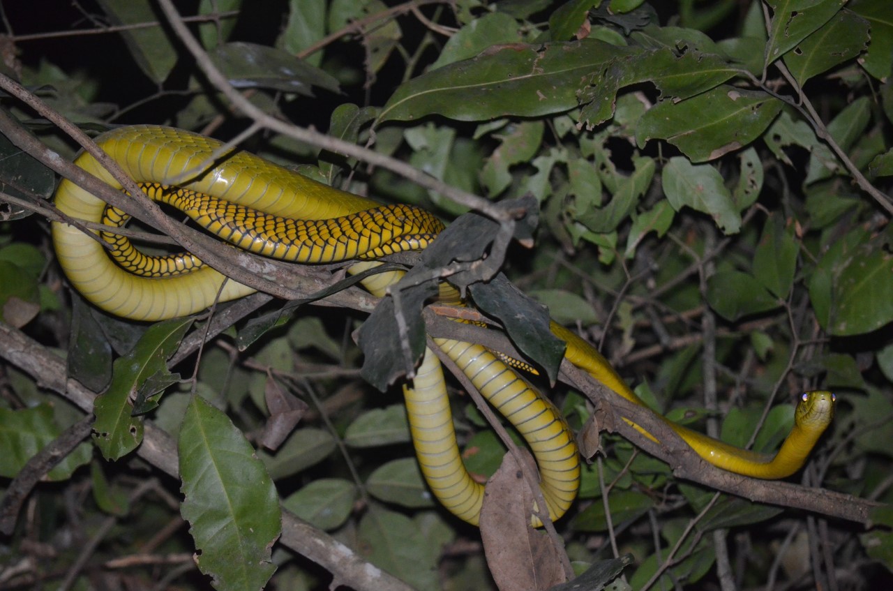 Dendroaspis Jamesoni (Jameson’s mamba): This is a shy, slender and quick green snake with an average length of 1.5 meters. (Photo/Timothy Sibasi)