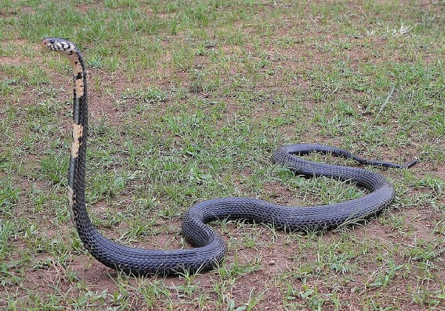 Naja melanoleuca (forest cobra): This is the largest cobra, with lengths of 1.4 to 2.2 meters. (Photo/Timothy Sibasi) 