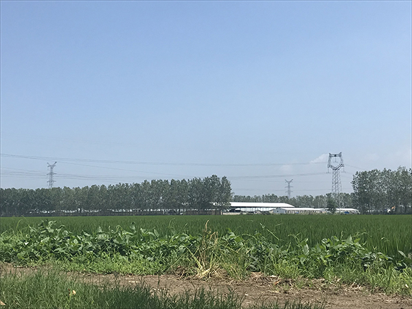 连云港爆发猪瘟养殖场周边3公里划为疫区