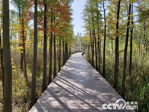 潘安湖湿地公园里的栈道