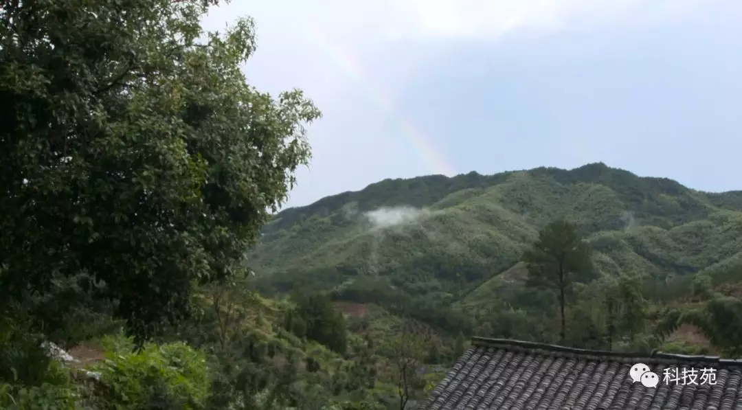 这到底是什么金贵的果子?曾有人为摘它搭上性