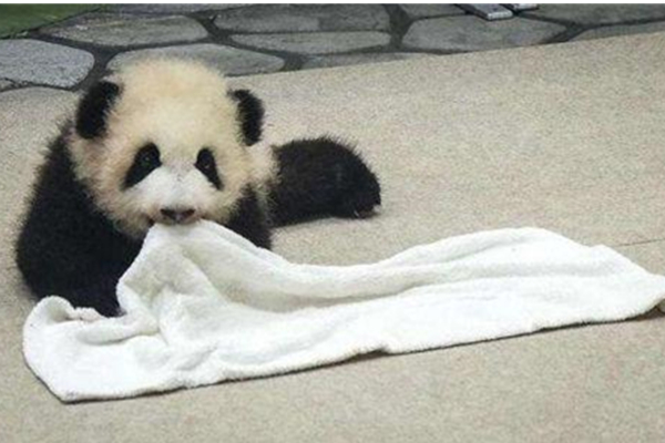 Giant panda cub born at western Japanese zoo has a name_熊猫新闻_