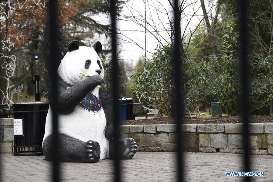 Americans outraged as National Zoo's panda cam goes dark amid gov't