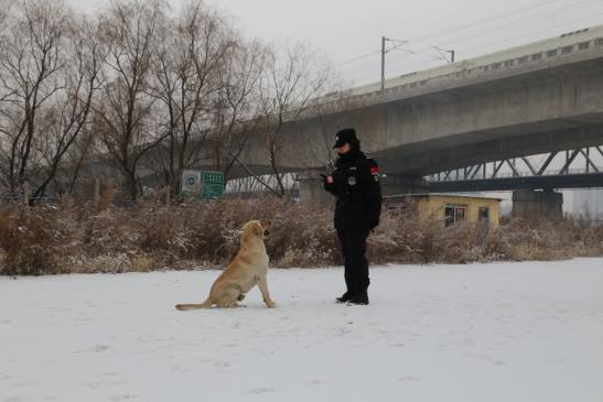 凌晨2点带犬巡逻，警花的“铲屎官”日常是这样的