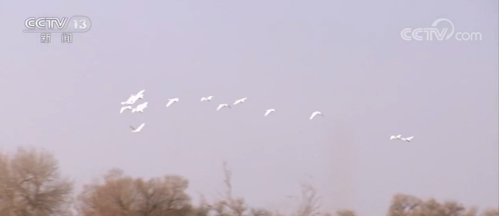 『内蒙古』内蒙古：今春首批北迁候鸟飞抵额济纳旗