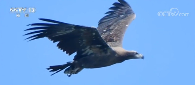 云南保山云南保山：濒危玉带海雕现身青华海湿地公园