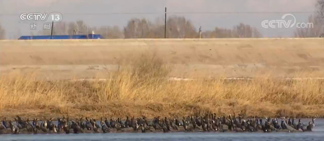 鸬鹚数千只鸬鹚在齐齐哈尔水珍禽湿地安家