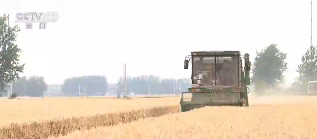 麦收|麦收一线观察 麦收进度近六成 优质专用小麦面积扩大